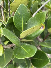 Eugenia erythrophylla