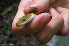 Senticolis triaspis mutabilis