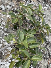 Eugenia erythrophylla