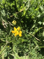 Lotus corniculatus