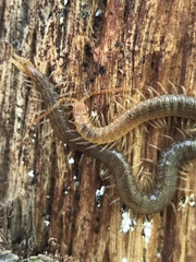 Geophilus carpophagus