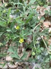 Potentilla argentea