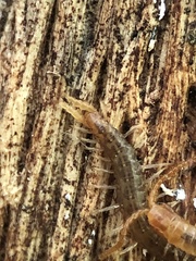 Geophilus carpophagus