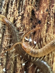 Geophilus carpophagus