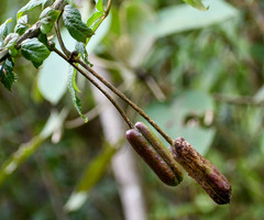 Cleome anomala