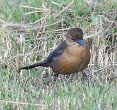 Quiscalus major