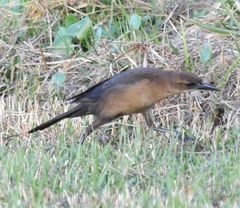 Quiscalus major
