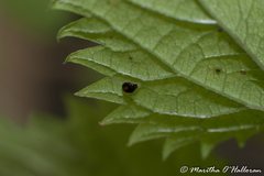 Serangium maculigerum
