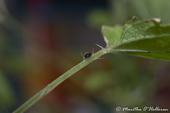 Serangium maculigerum