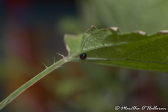 Serangium maculigerum