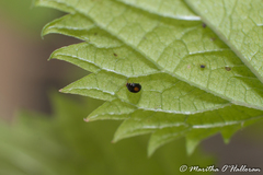 Serangium maculigerum