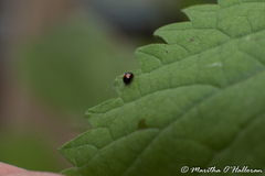 Serangium maculigerum