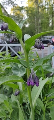 Symphytum
