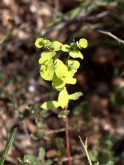 Euphorbia valerianifolia