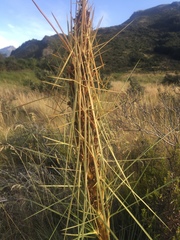 Aciphylla subflabellata