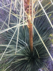 Aciphylla subflabellata