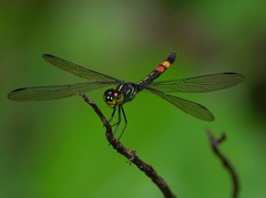 Agrionoptera sexlineata