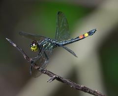 Agrionoptera sexlineata