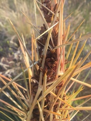 Aciphylla subflabellata