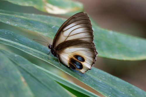 palmfly
