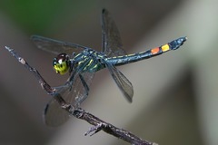 Agrionoptera sexlineata