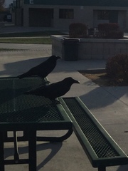 Corvus corax
