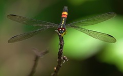 Agrionoptera sexlineata