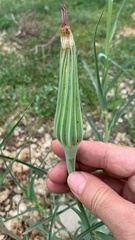 Tragopogon dubius
