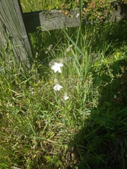 Silene latifolia