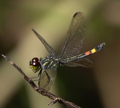 Agrionoptera sexlineata