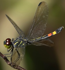 Agrionoptera sexlineata