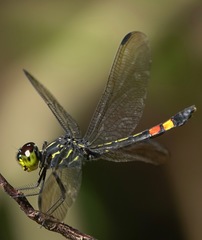 Agrionoptera sexlineata