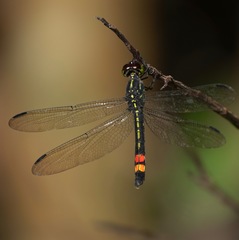Agrionoptera sexlineata