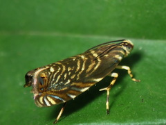 Chlidanotinae