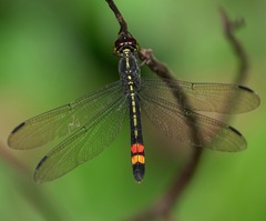 Agrionoptera sexlineata
