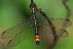 Agrionoptera sexlineata