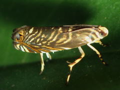 Chlidanotinae