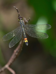 Agrionoptera sexlineata