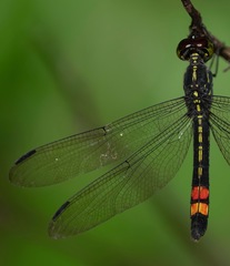 Agrionoptera sexlineata