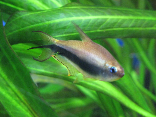 Emperor tetra (Nematobrycon palmeri) — Characidae — 5