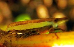 Crambus quinquareatus