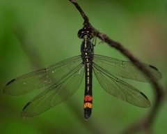Agrionoptera sexlineata