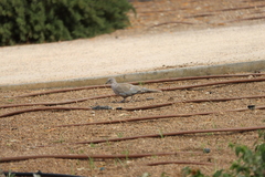 Streptopelia decaocto