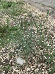 Tragopogon dubius