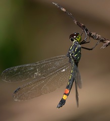 Agrionoptera sexlineata