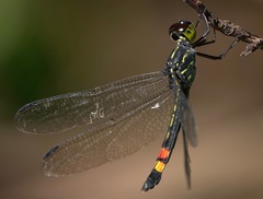 Agrionoptera sexlineata