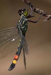 Agrionoptera sexlineata