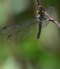 Agrionoptera sexlineata