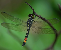 Agrionoptera sexlineata