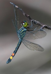 Agrionoptera sexlineata